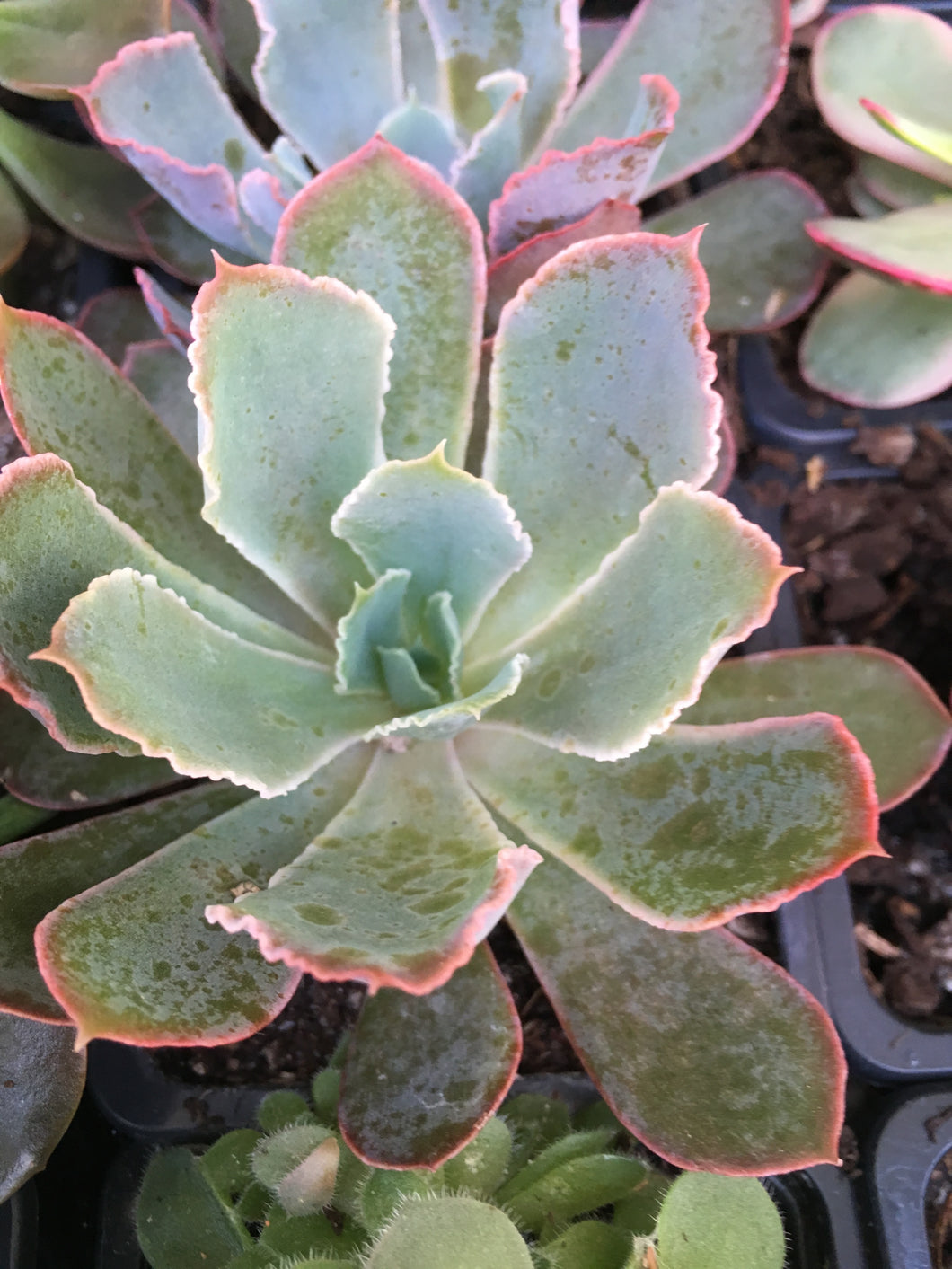 Echeveria Pink Frills in 7.5cm pot