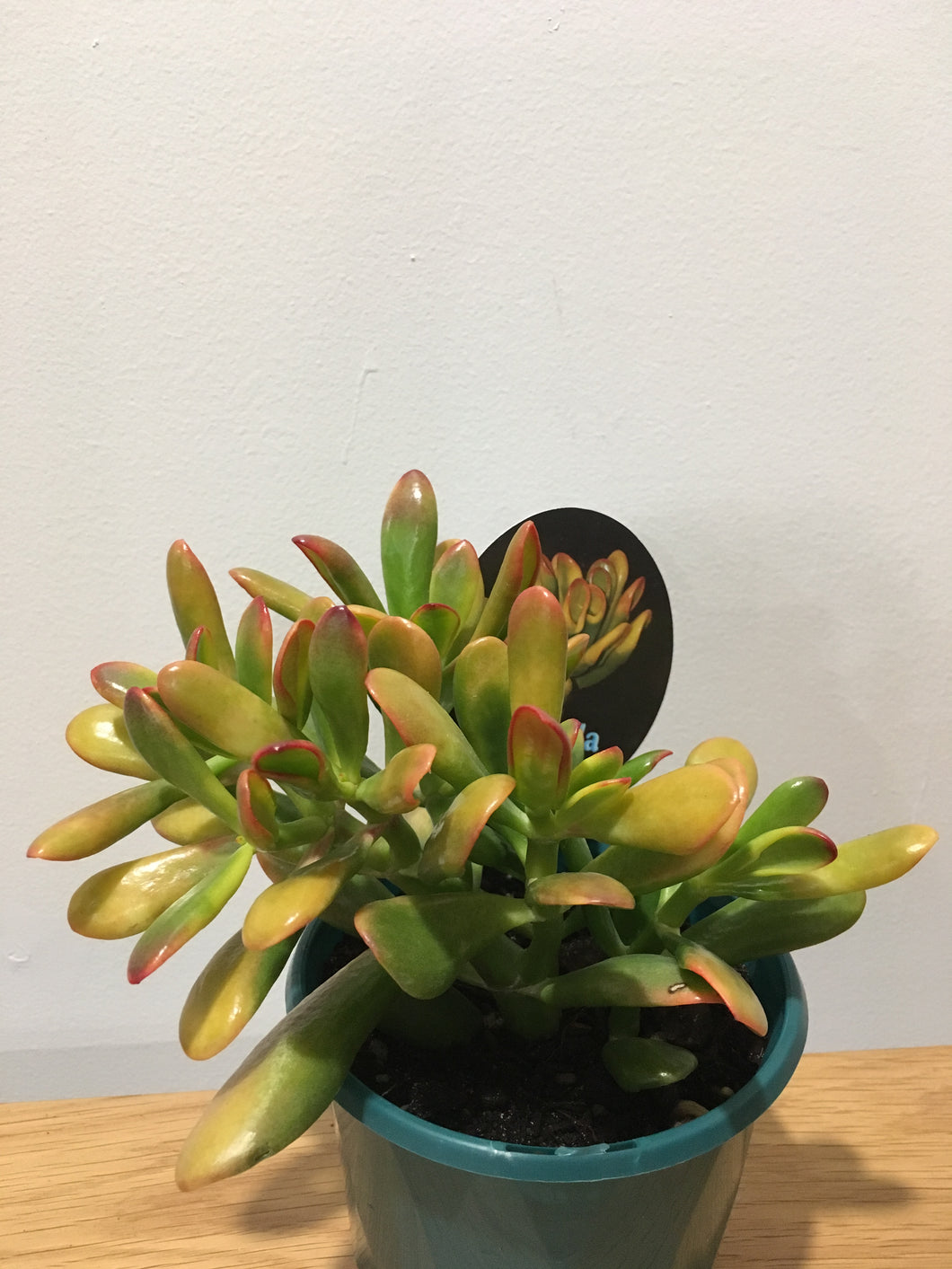 Crassula Red Coral in 13cm pot