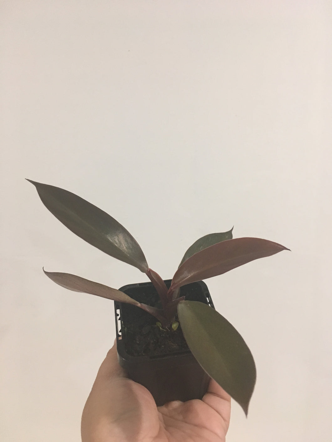 Philodendron rojo congo in 7cm pot