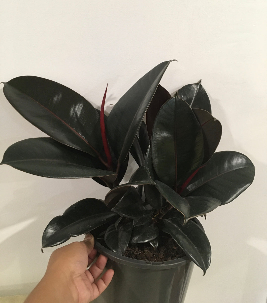 Ficus elastica burgundy in 20cm pot