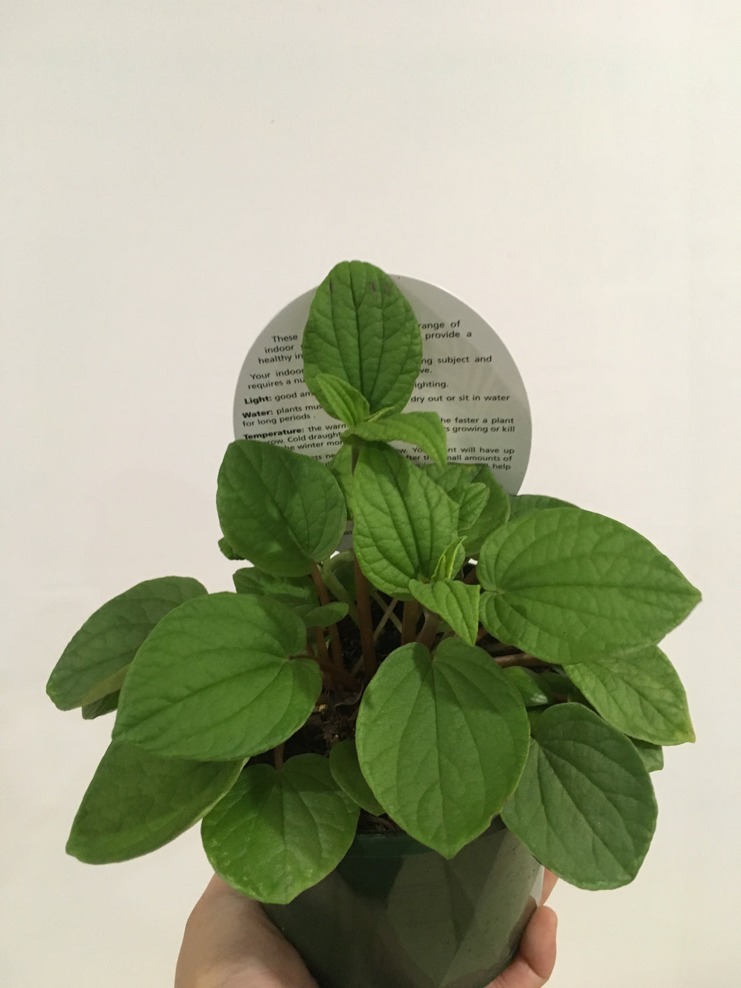 Clearance - Peperomia Rana Verde in 13cm pot