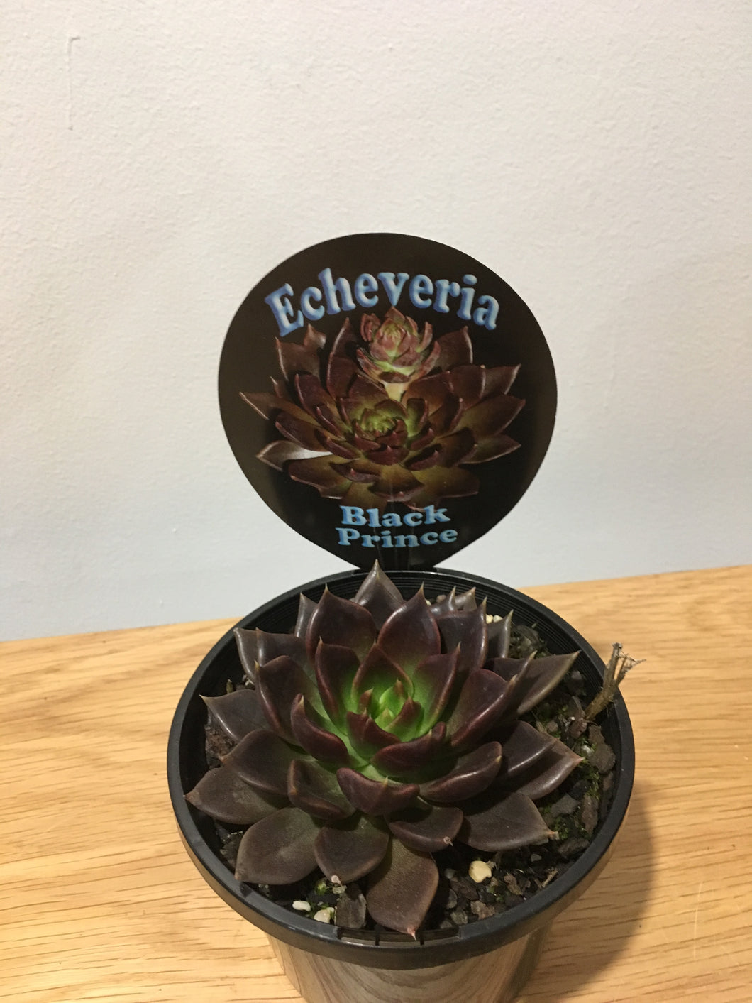 Echeveria Black Prince in 12cm pot