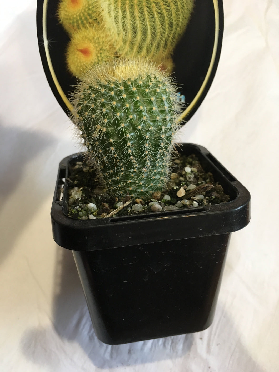 Golden Torch cactus in 7cm pot