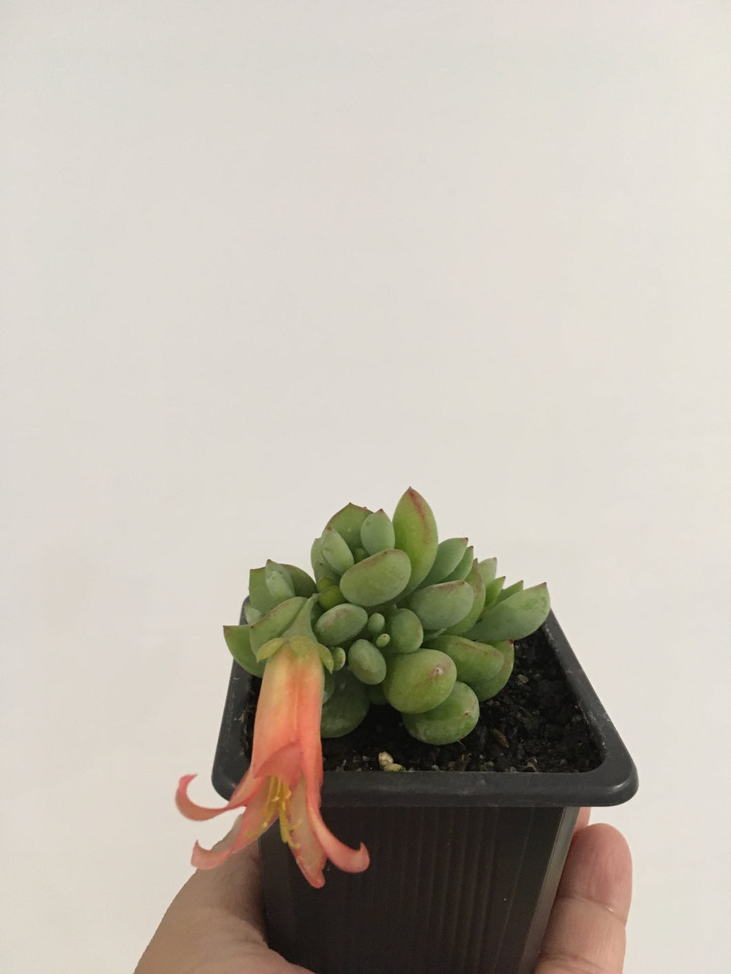 Cotyledon papillaries pixie bean in 7.5cm pot