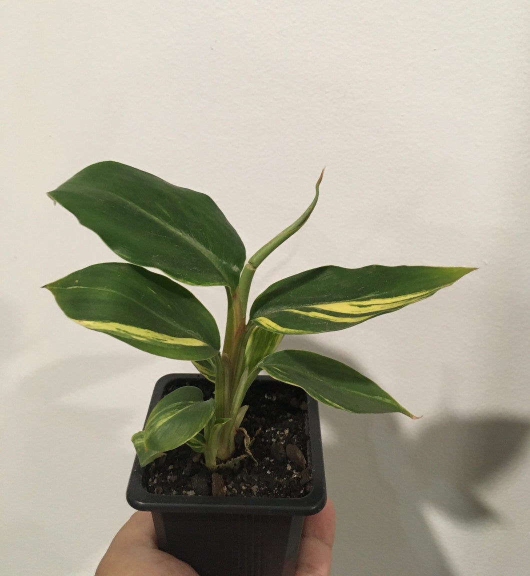Alpinia Zerumbet variegata or Shell Ginger in 7.5cm pot