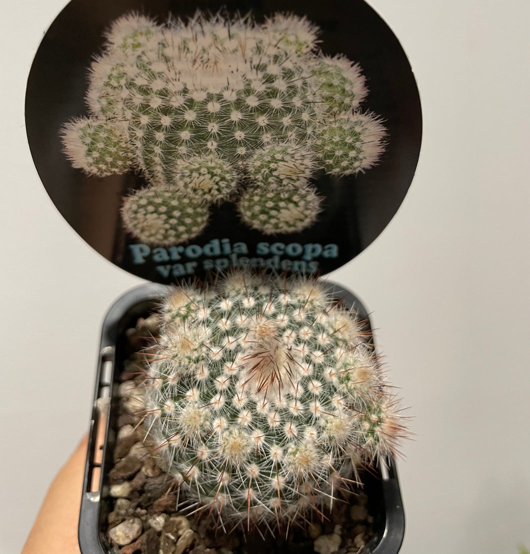 Parodia scopia var splendens in 7cm pot