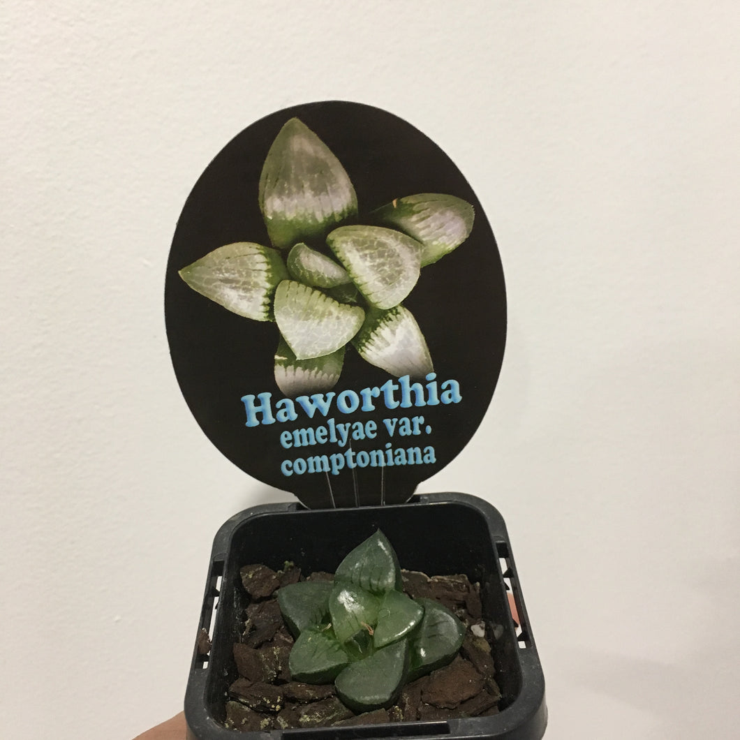 Haworthia emelyae var compotiana in 7cm pot