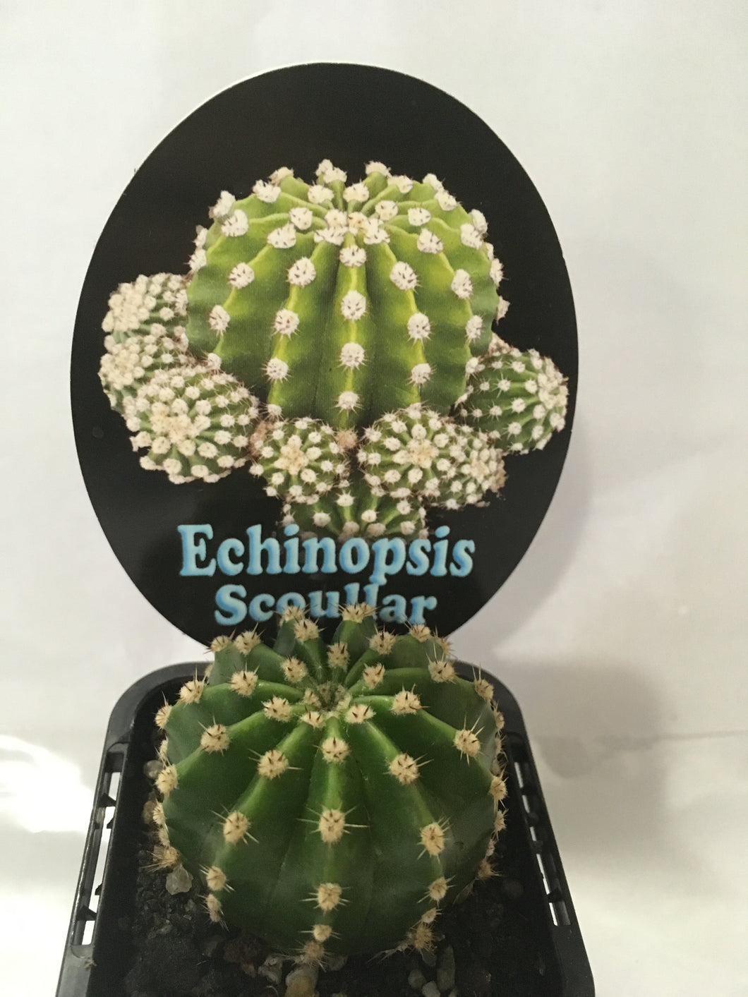 Echinopsis Scoullar in 7cm pot