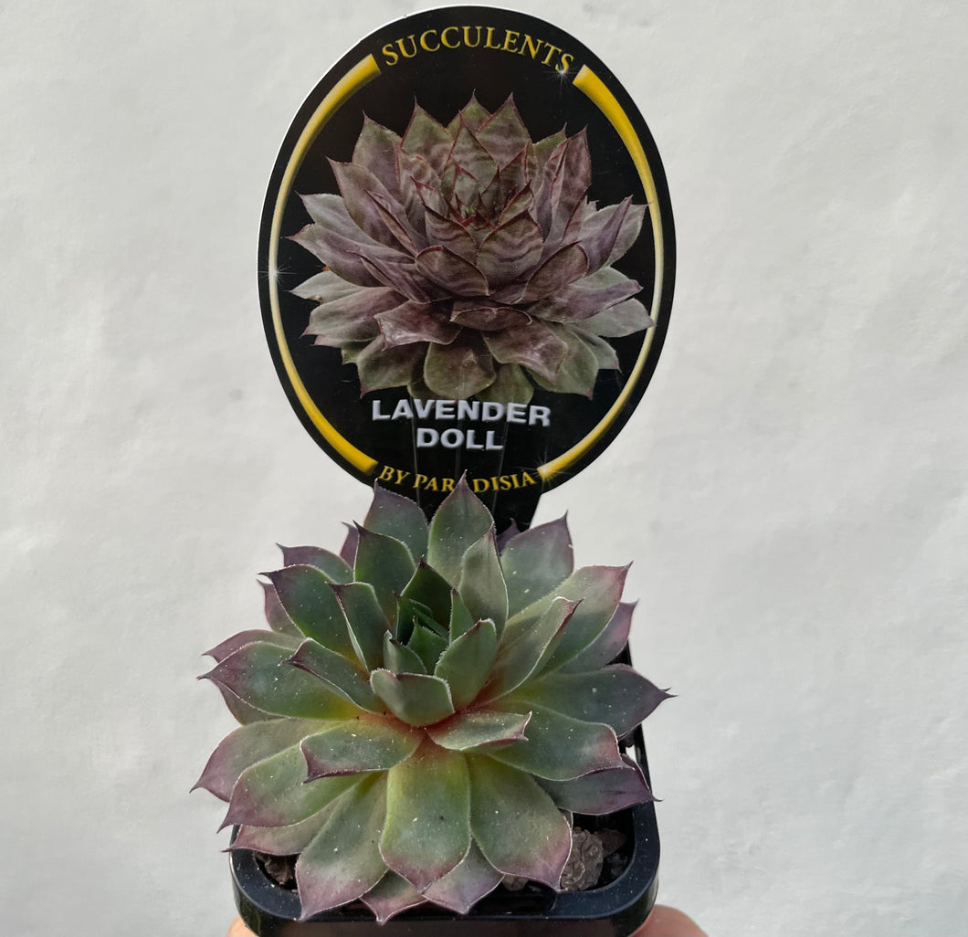 Sempervivum lavander doll in 7cm pot