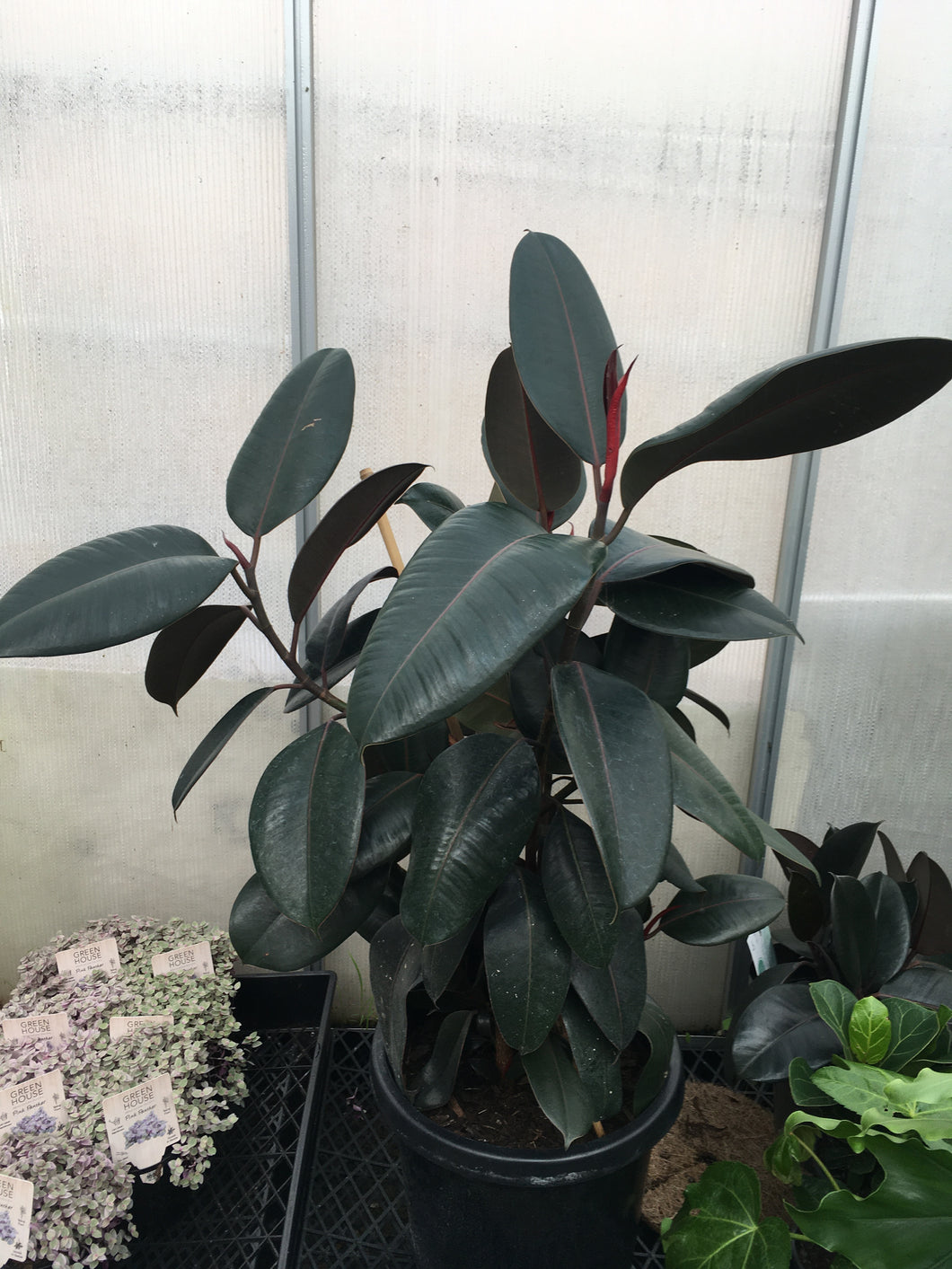 Ficus burgundy in 30cm pot
