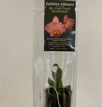 Load image into Gallery viewer, Mini Orchids - Cattleya
