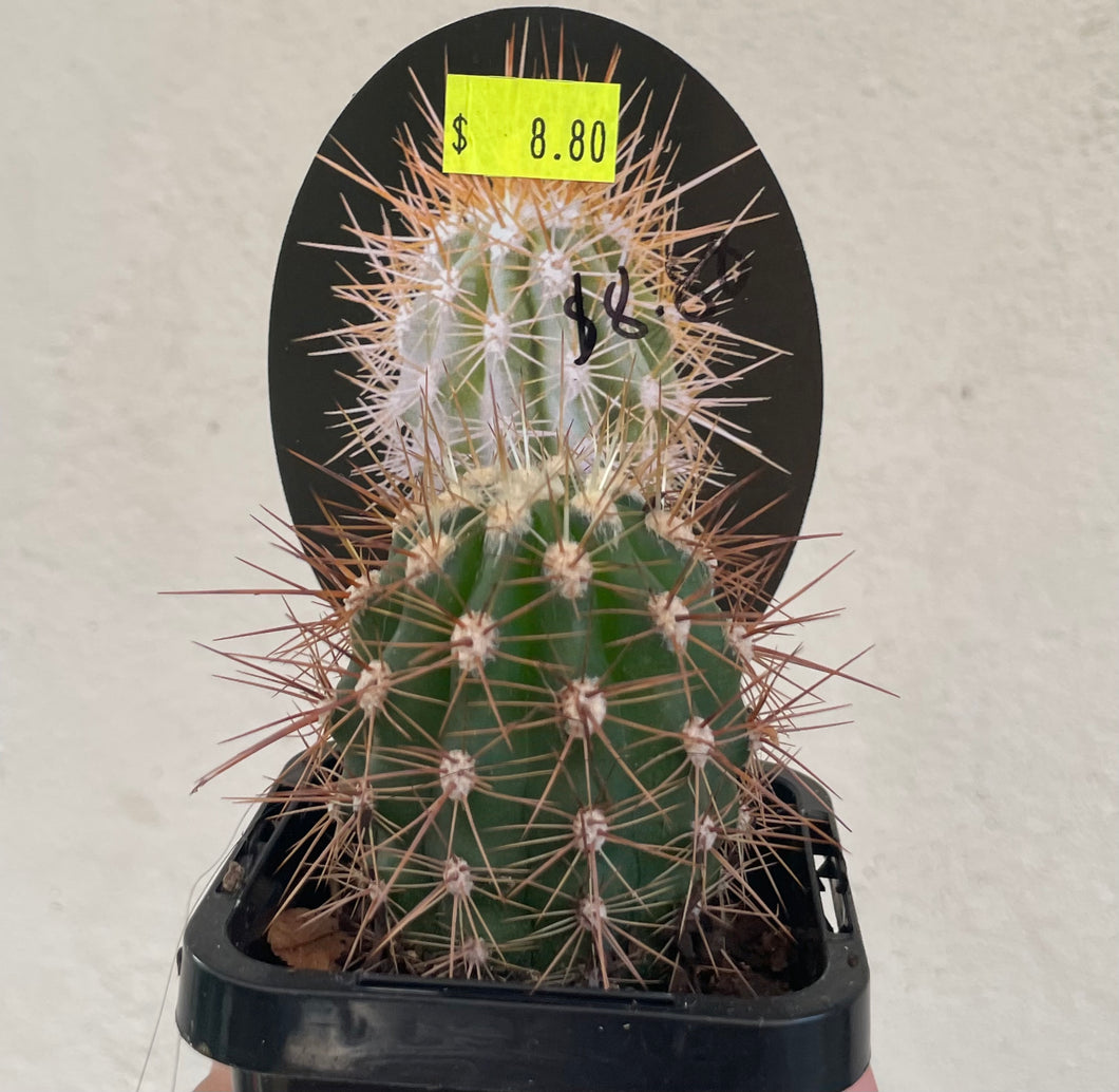 Trichocereus pasacana in 7cm pot