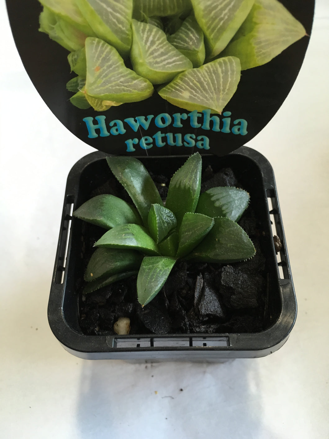 Haworthia retusa in 7cm pot