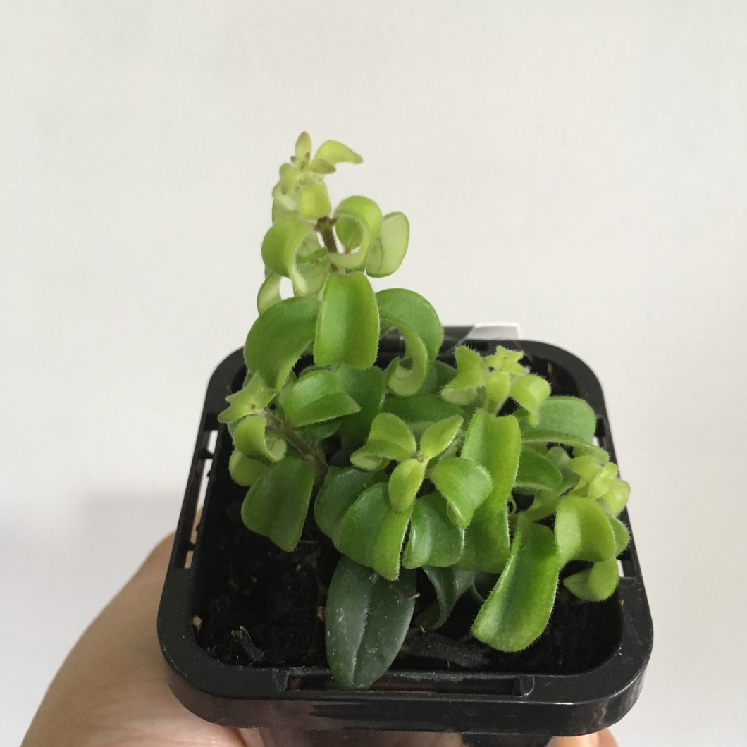 Curly Lipstick Plant in 7cm pot