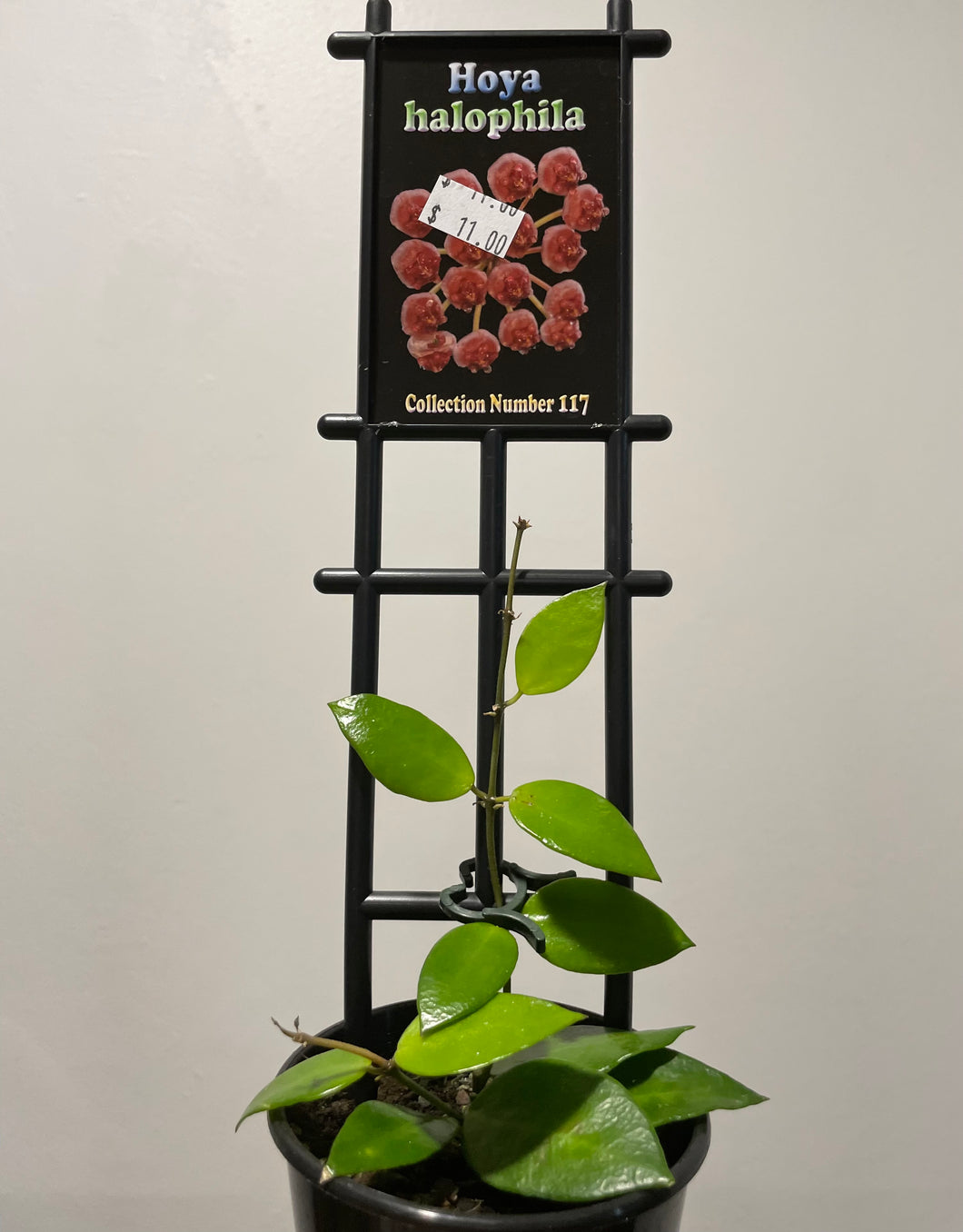 Hoya halophila in 8cm pot