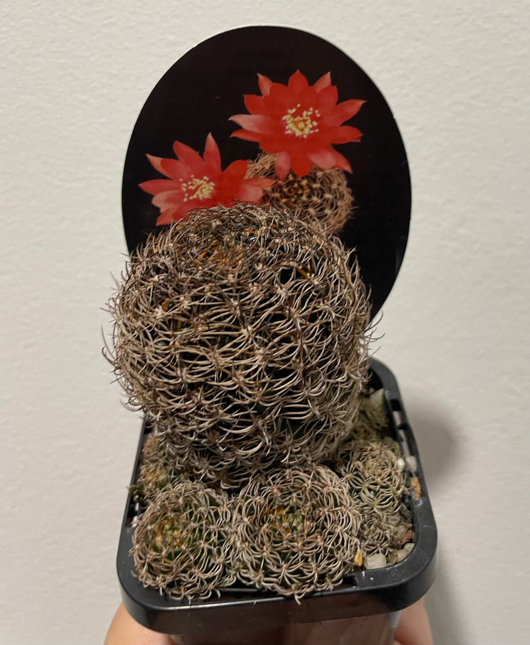 Lobivia scheliana in 7cm pot