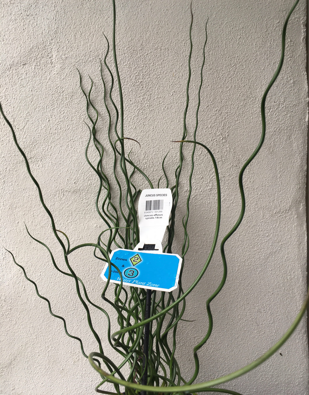 Water plant - Juncus spiralis in 14cm pot