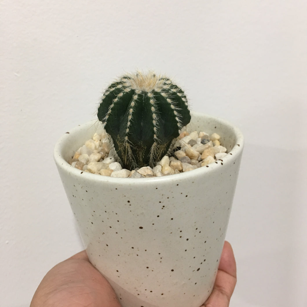 Notocactus magnificus compacta in 8cm ceramic pot