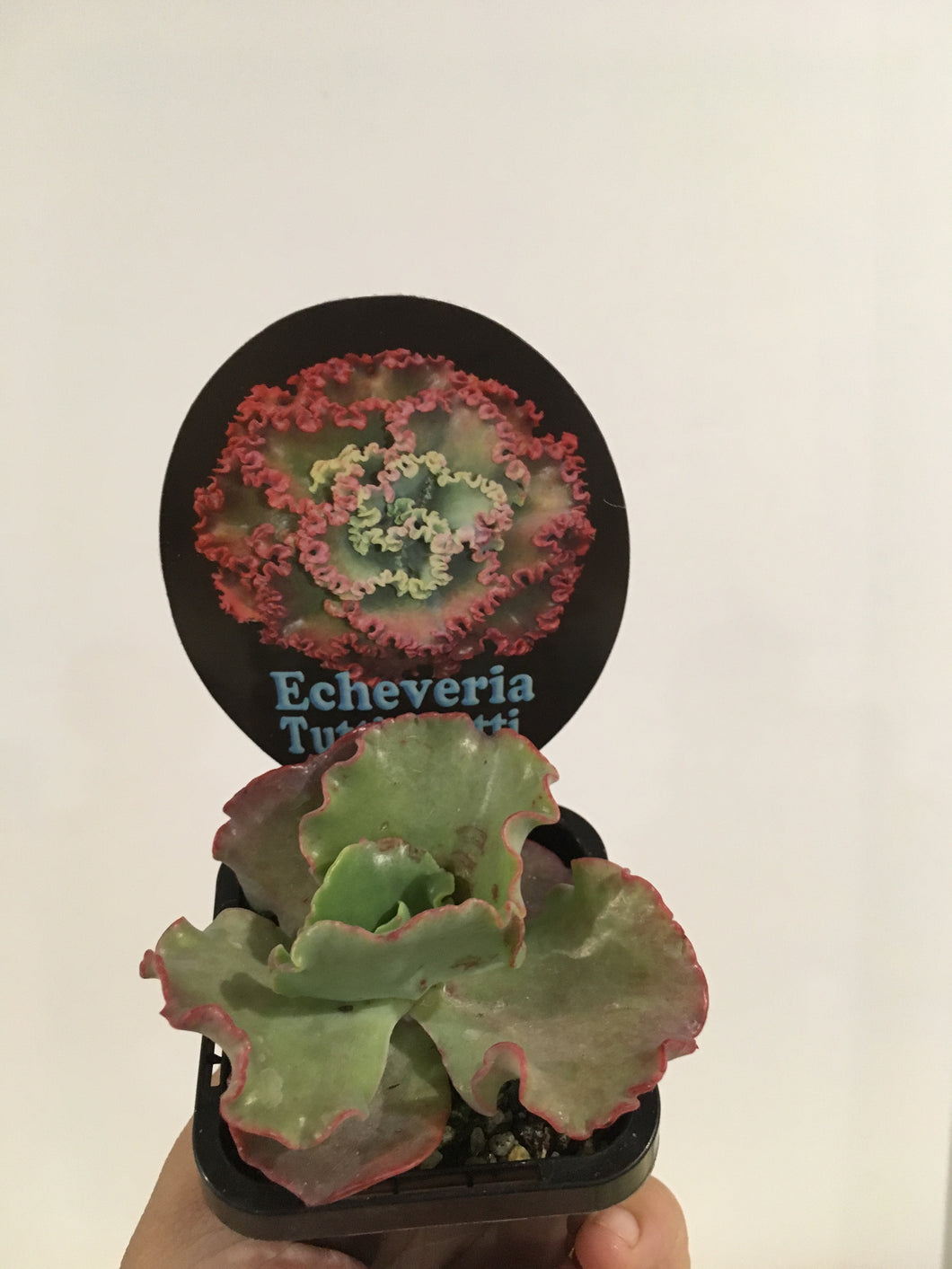 Echeveria Tutti Frutti in 7cm pot