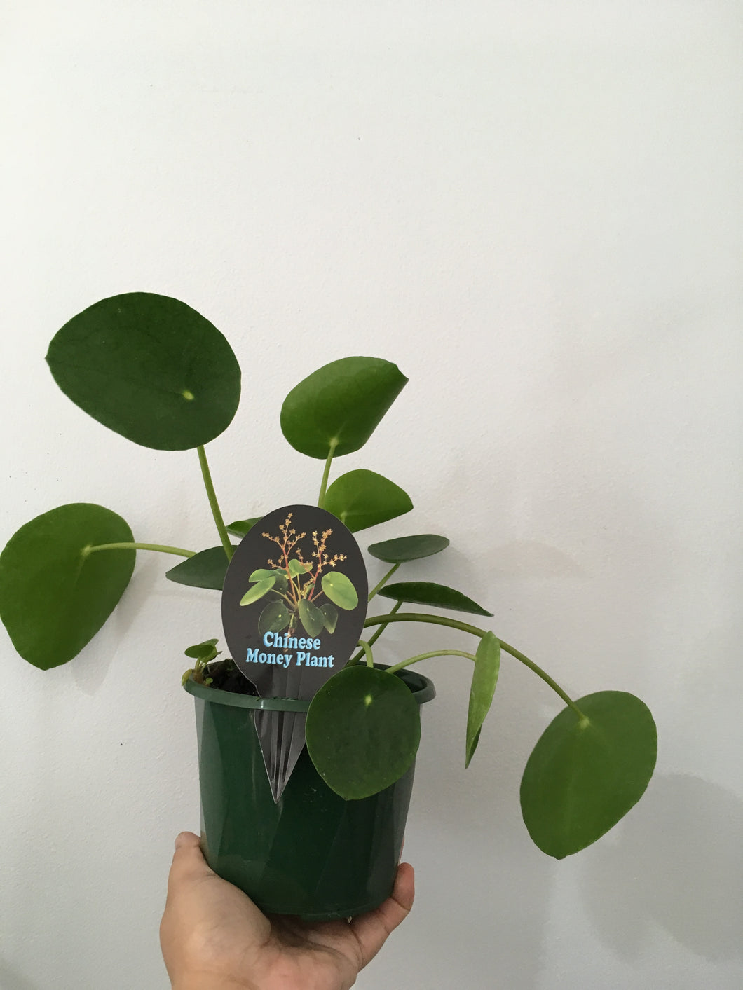Pilea peperomioides in 13cm pot