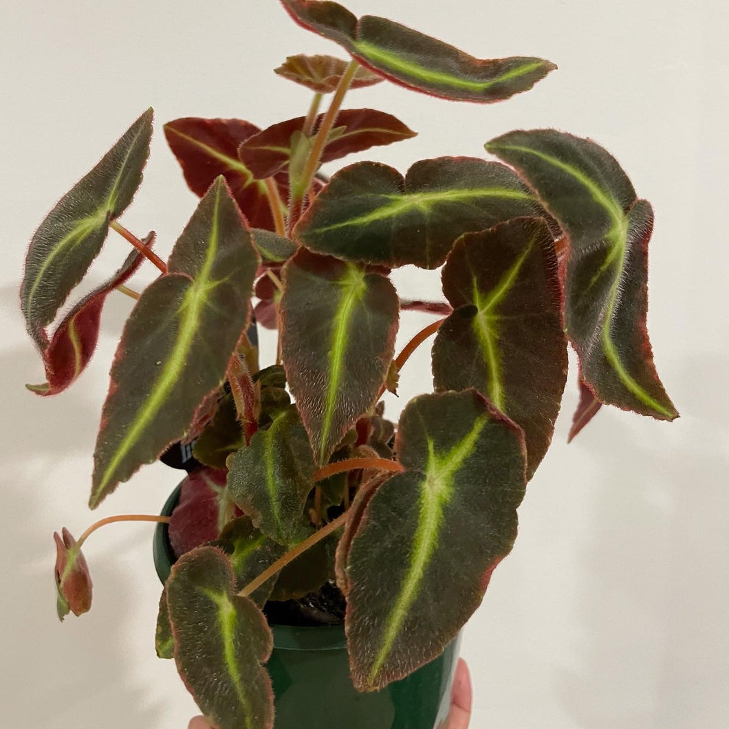 Begonia listada in 13cm pot