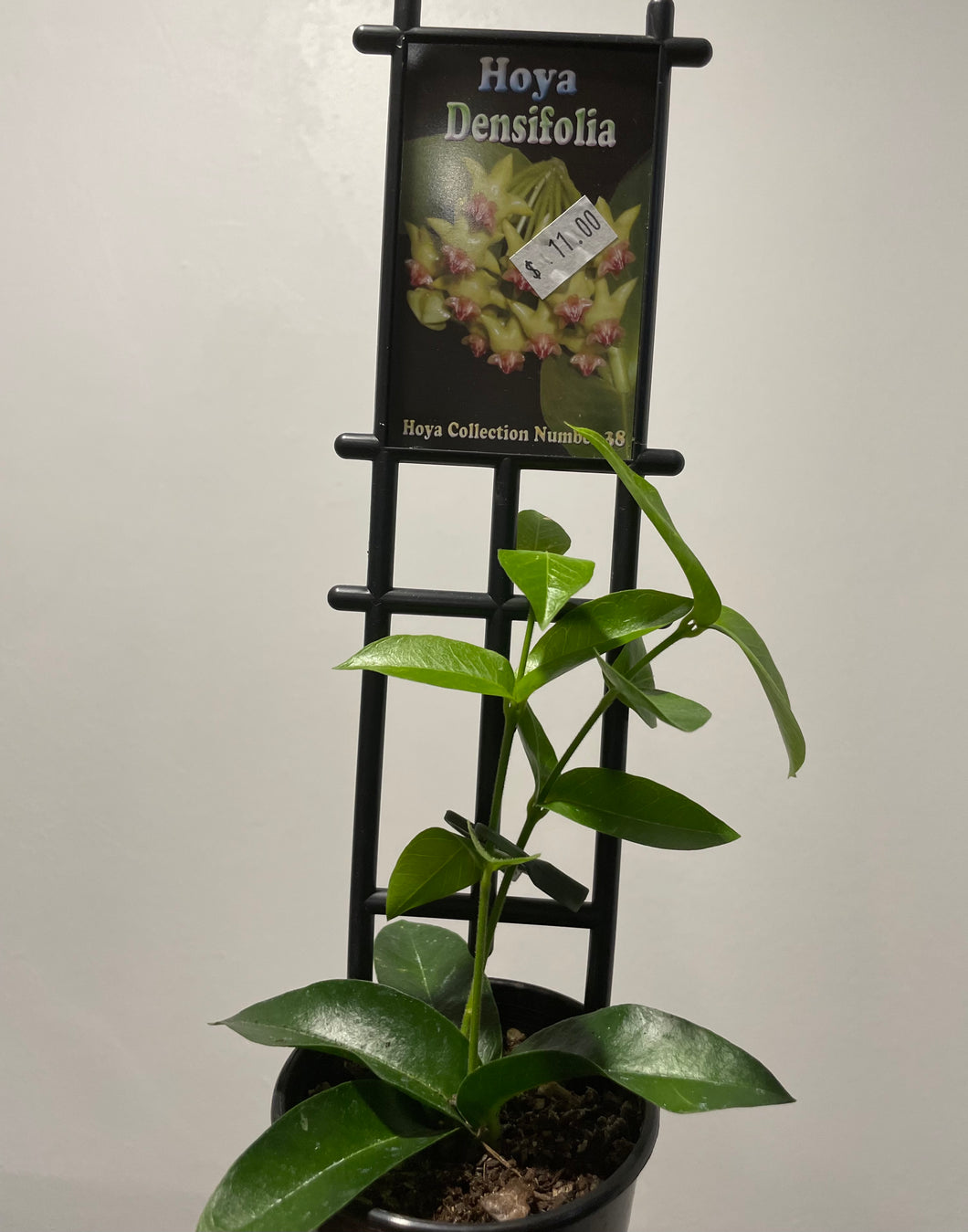 Hoya densifolia in 8cm pot