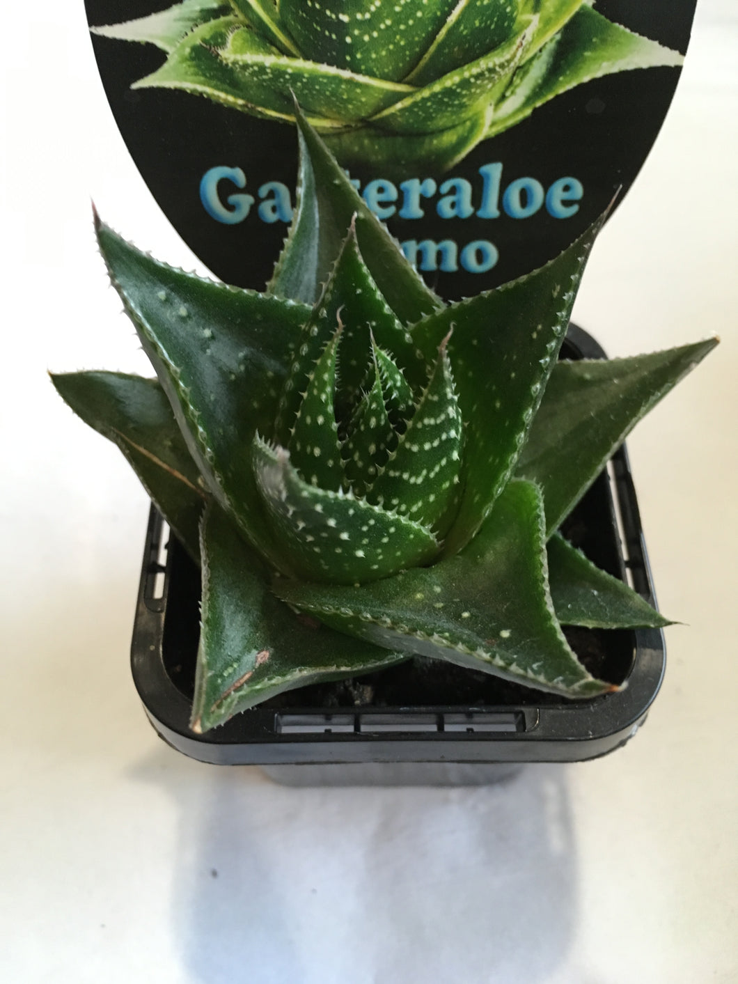 Gasteraloe Cosmo