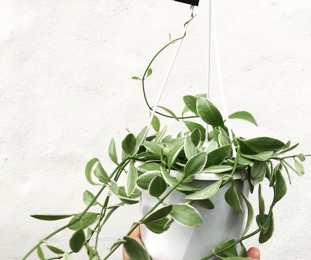 Dischidia oiantha variegata in 13cm pot