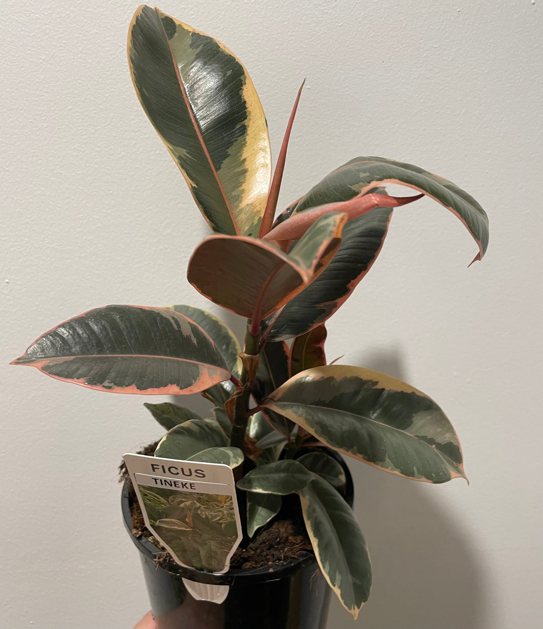 Ficus tineke in 14cm pot