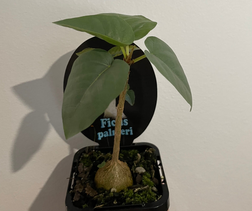 Ficus Palmeri or Rock Fig in 7cm pot