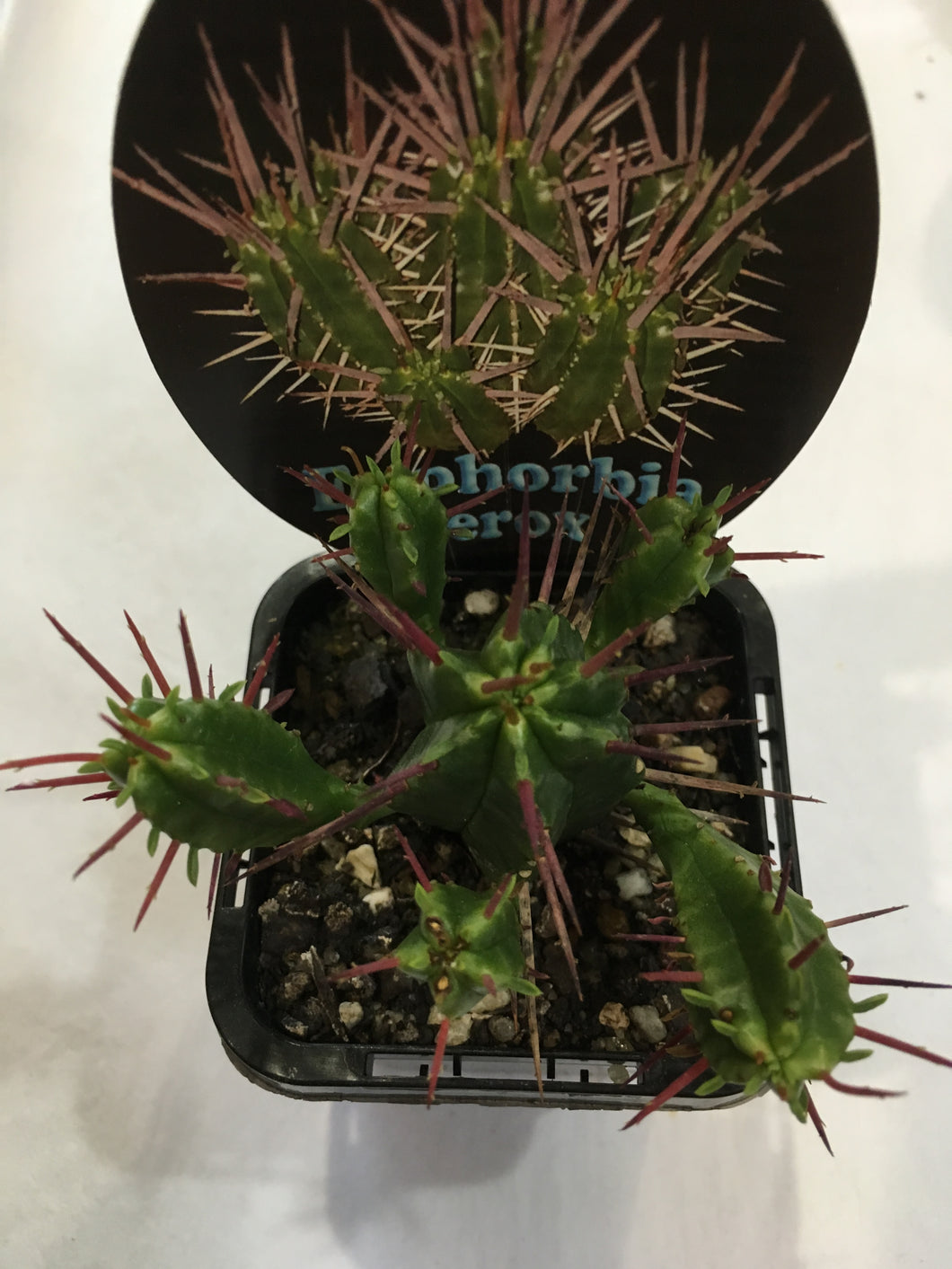 Euphorbia ferox in 7cm pot