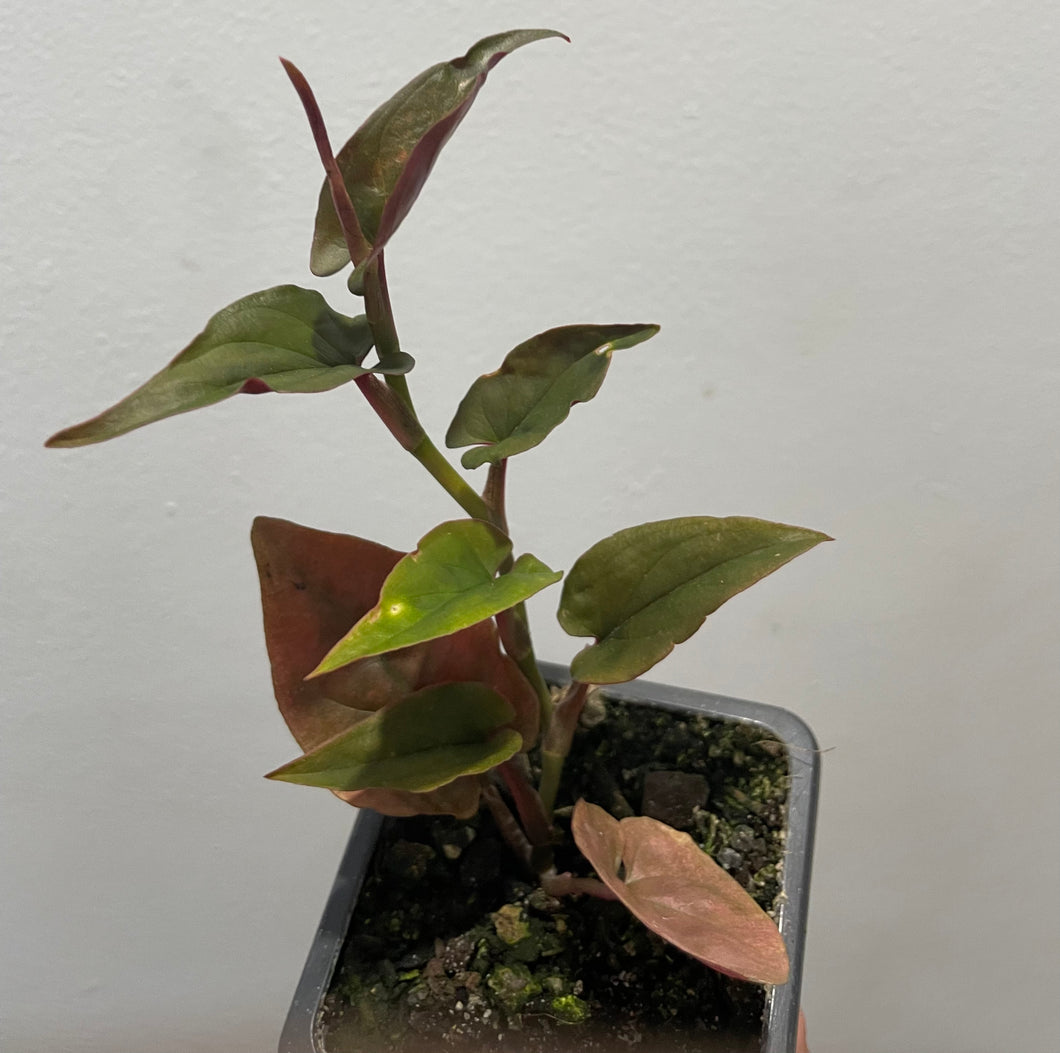 Syngonium red arrow in 7.5cm pot