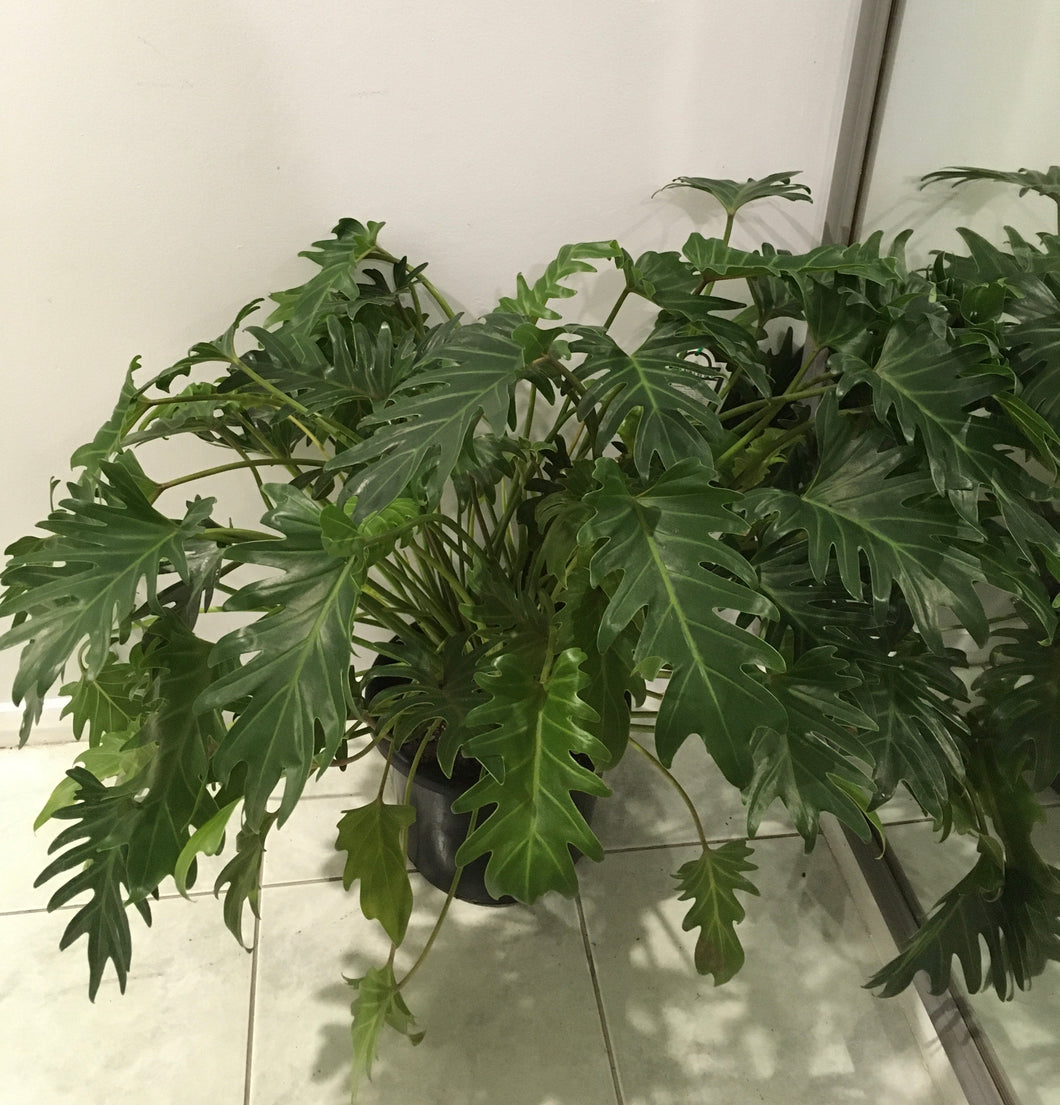 Philodendron xanadu in 25cm pot