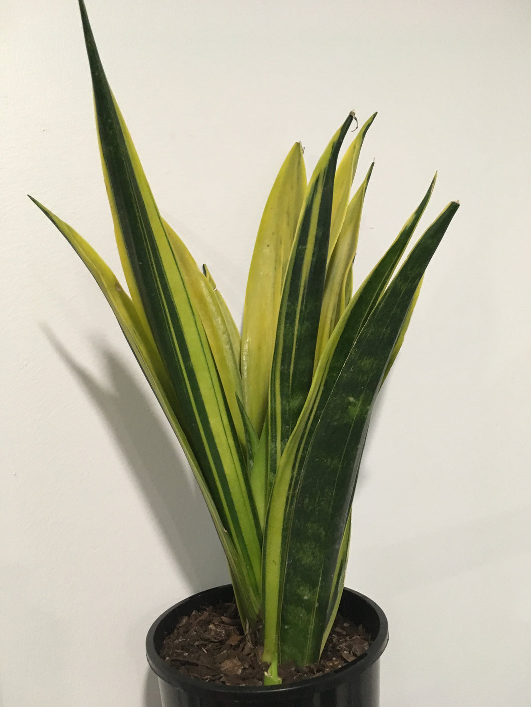 Sansevieria Golden Flame in 15cm pot