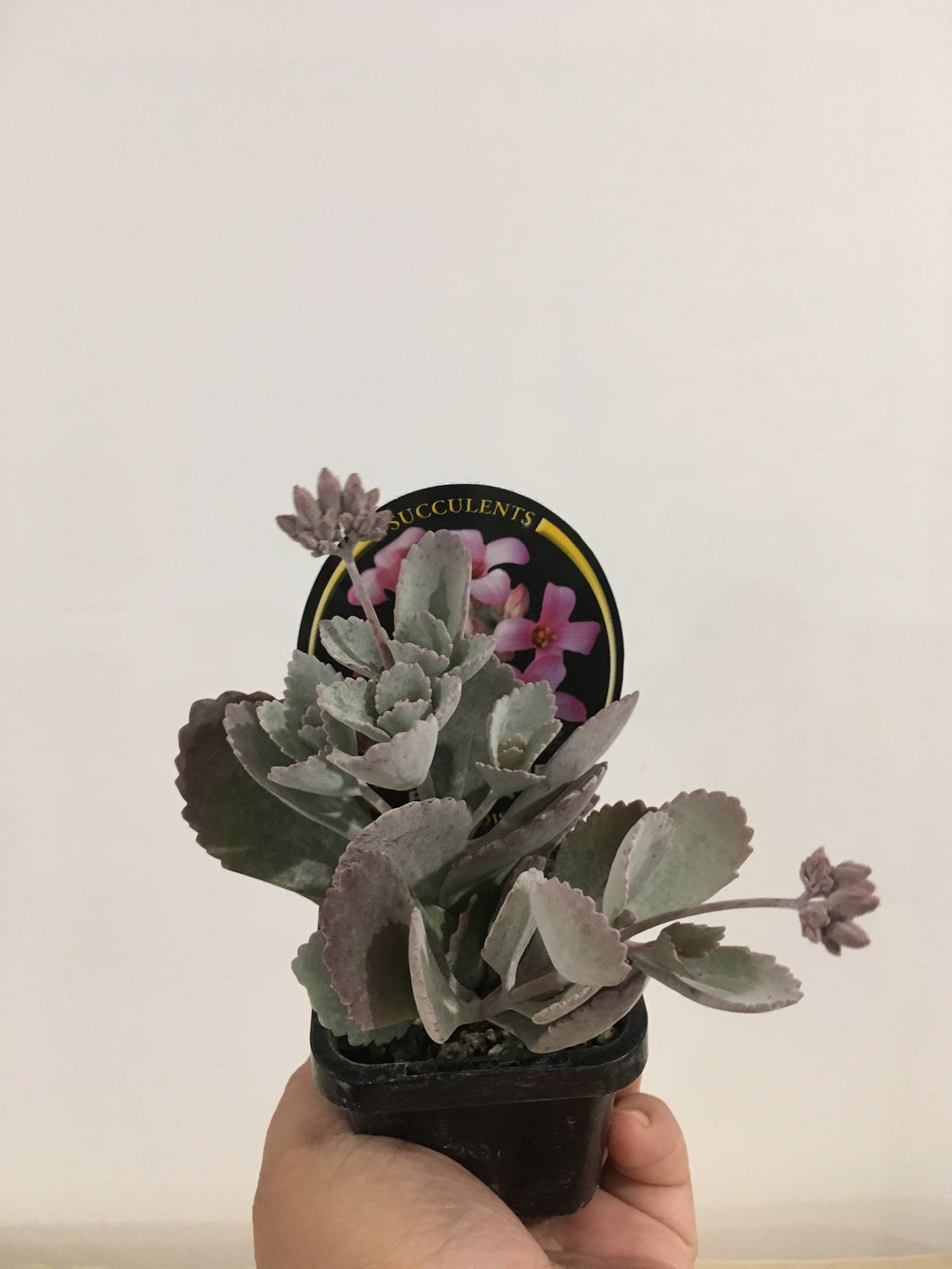 Kalanchoe pumila in 7cm pot