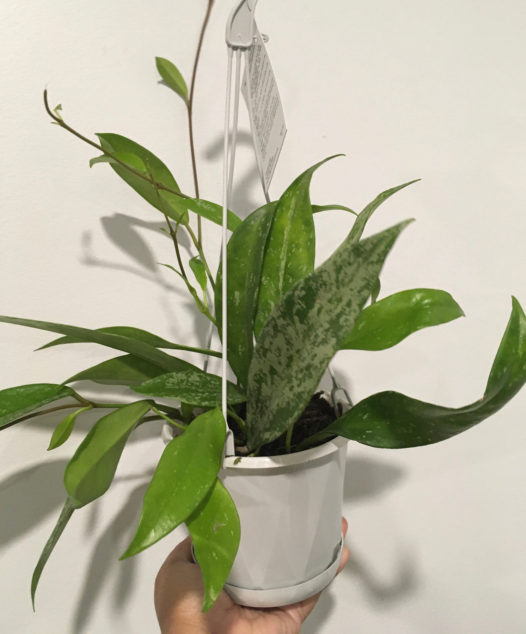 Hoya Royal Hawaiin in 13cm pot