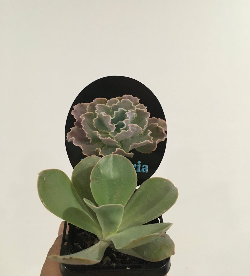 Echeveria pastel in 7cm pot