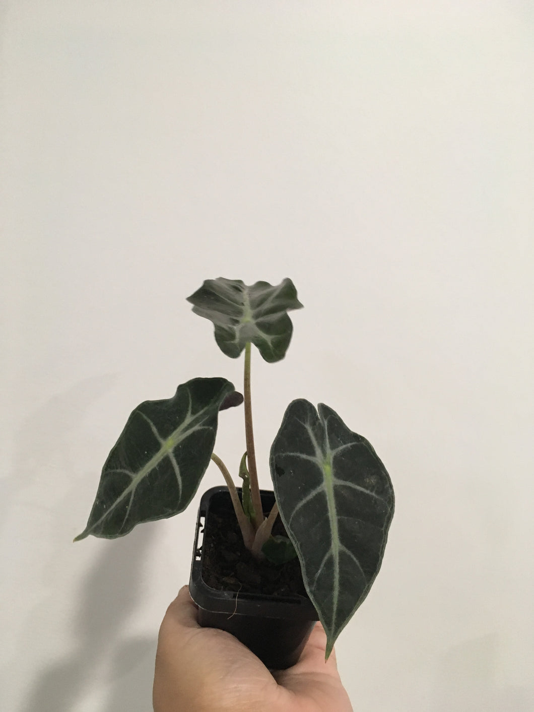 Alocasia Amazonica Dwarf in 7cm pot