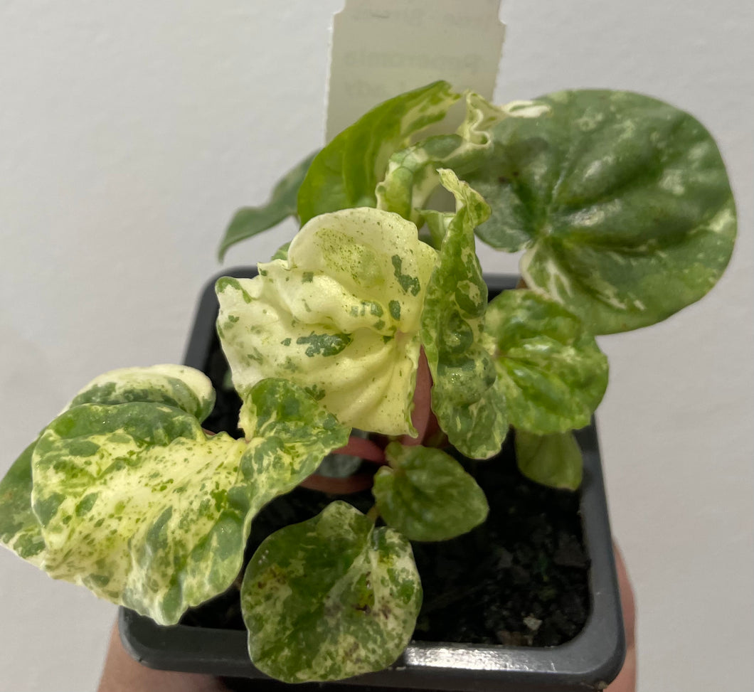 Peperomia pink lady in 7cm pot
