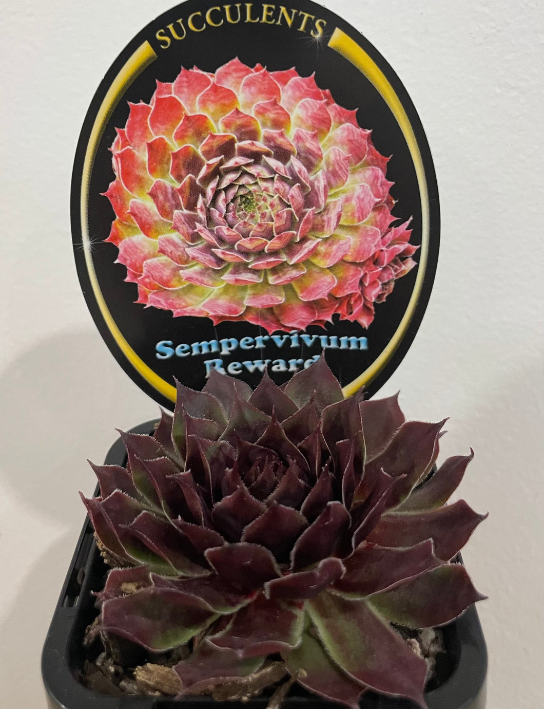 Sempervivum reward in 7cm pot