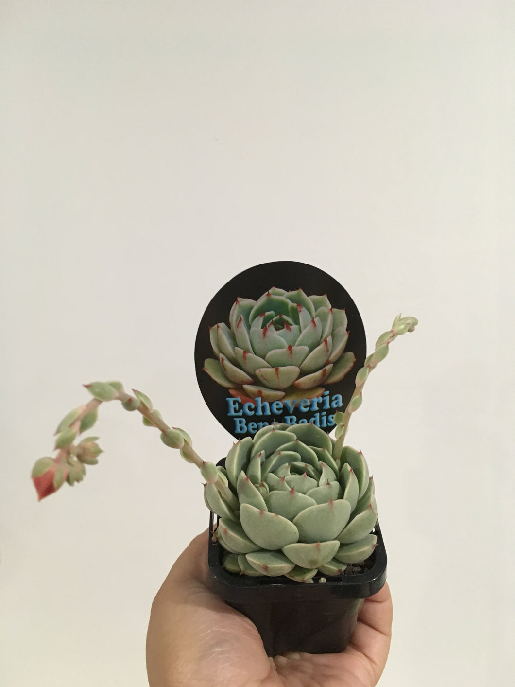 Echeveria Bens Badis in 7cm pot