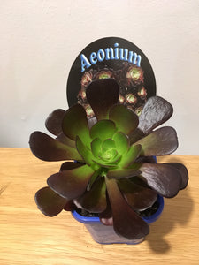 Aeonium Velour in 10cm pot