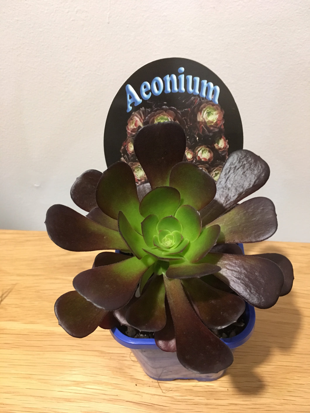 Aeonium Velour in 10cm pot