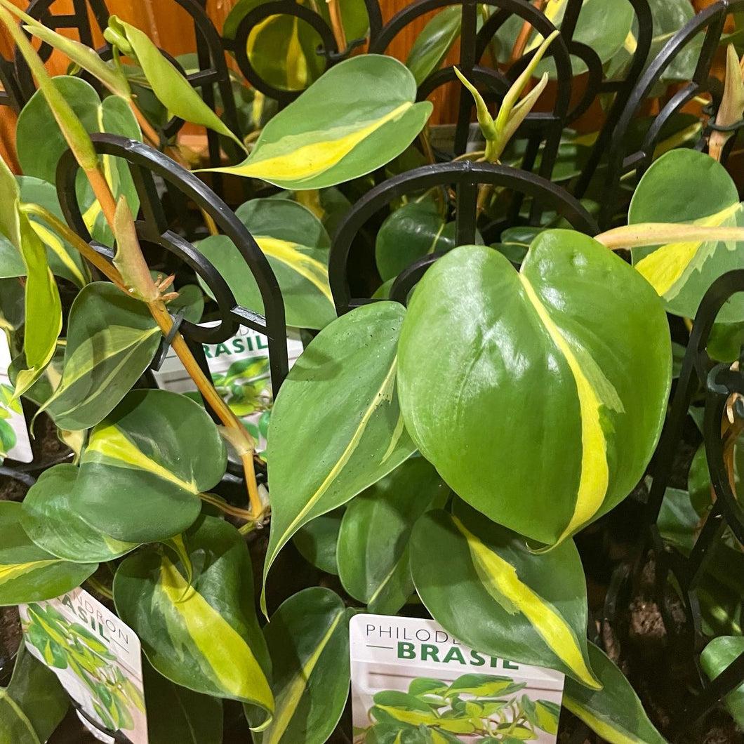Philodendron brasil in 13cm pot