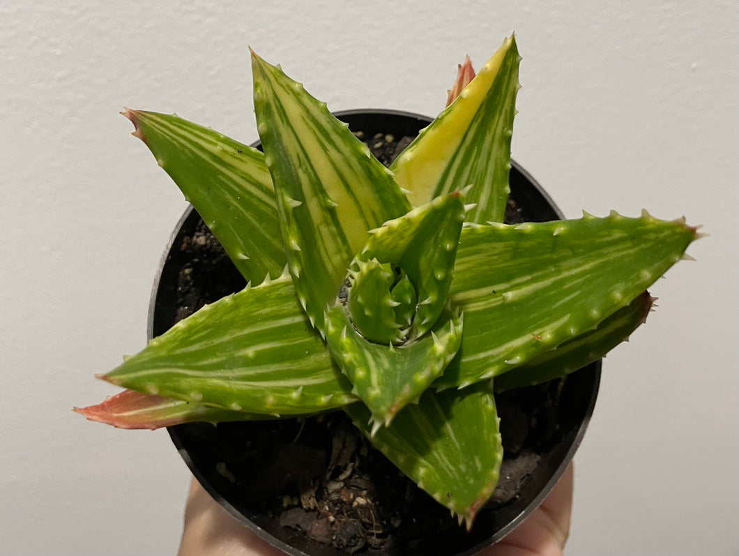 Aloe nobilis variegata in 9cm pot