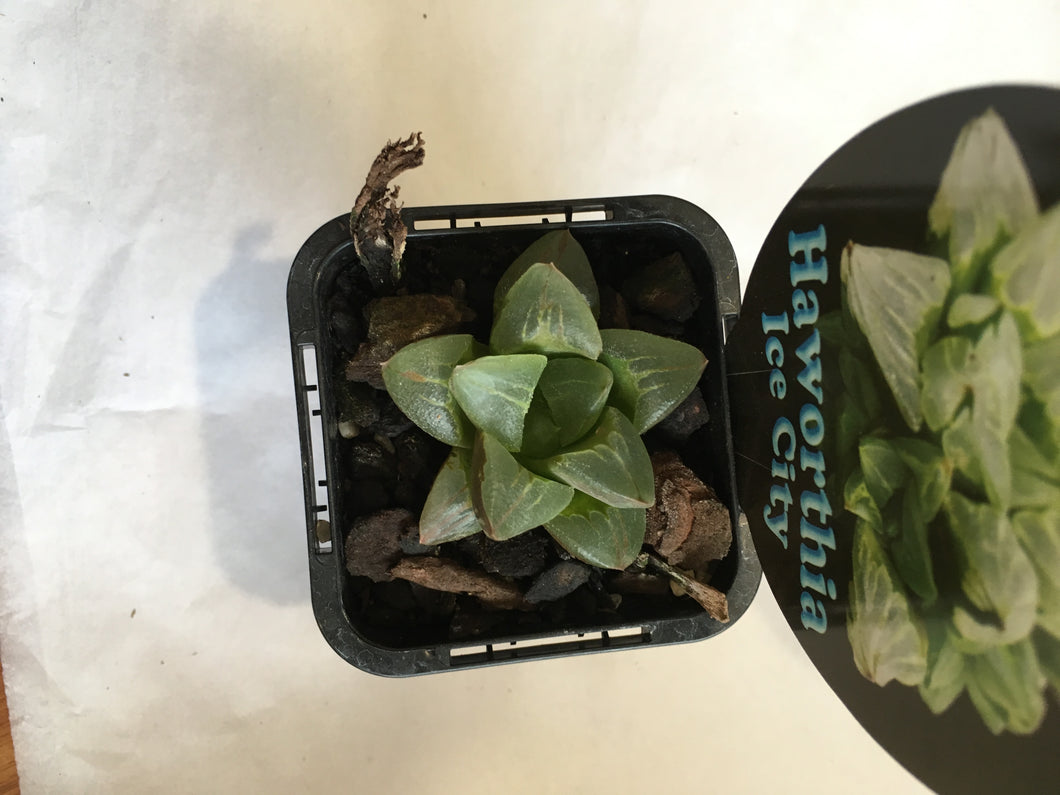 Haworthia Ice City in 7cm pot
