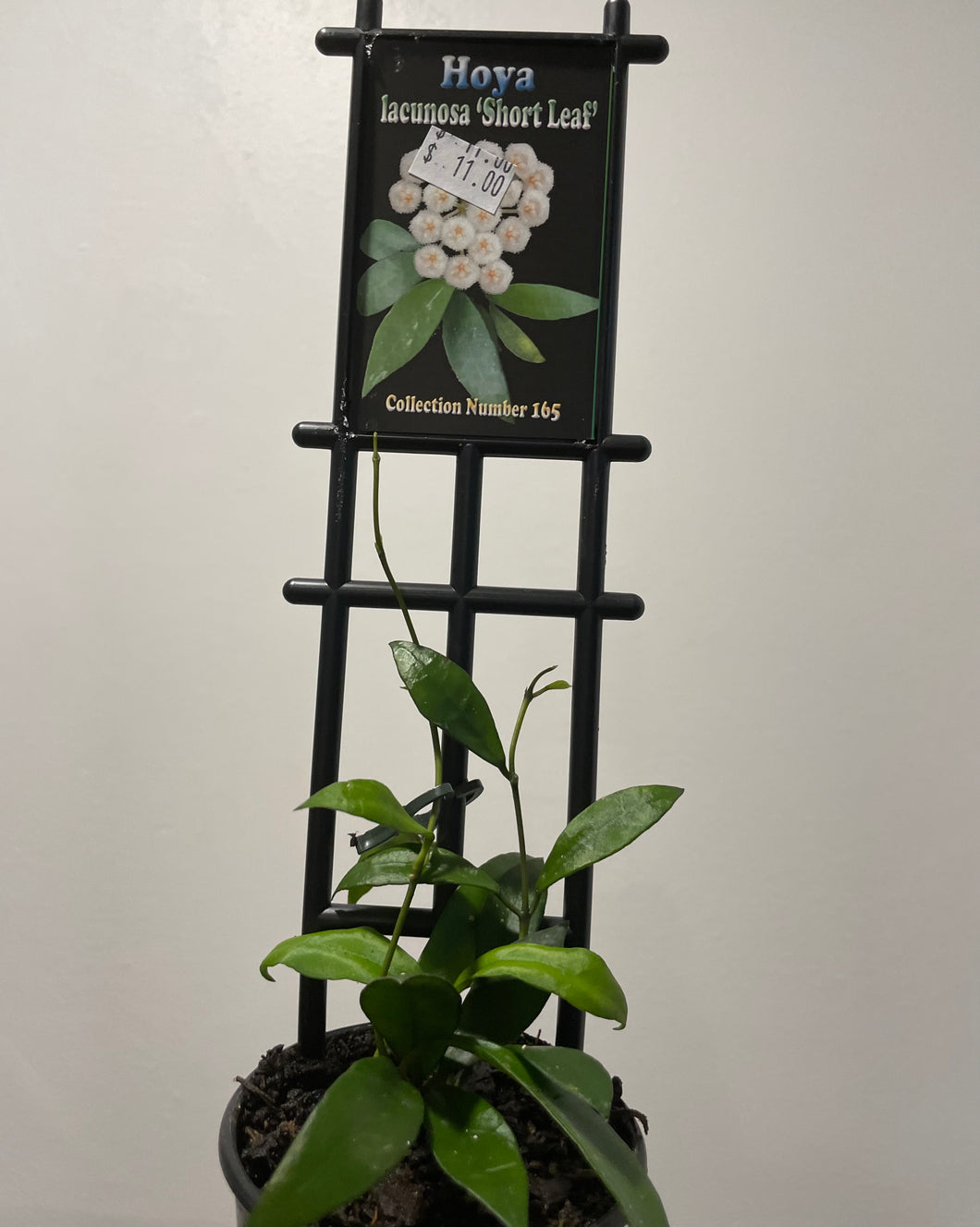 Hoya lacunosa short leaf in 8cm pot