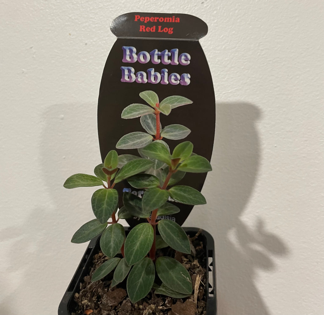 Peperomia red log in 7cm pot