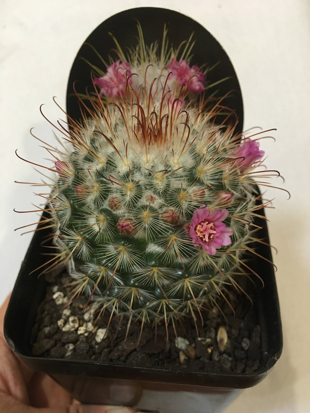 Mammillaria bombycina in 10cm pot