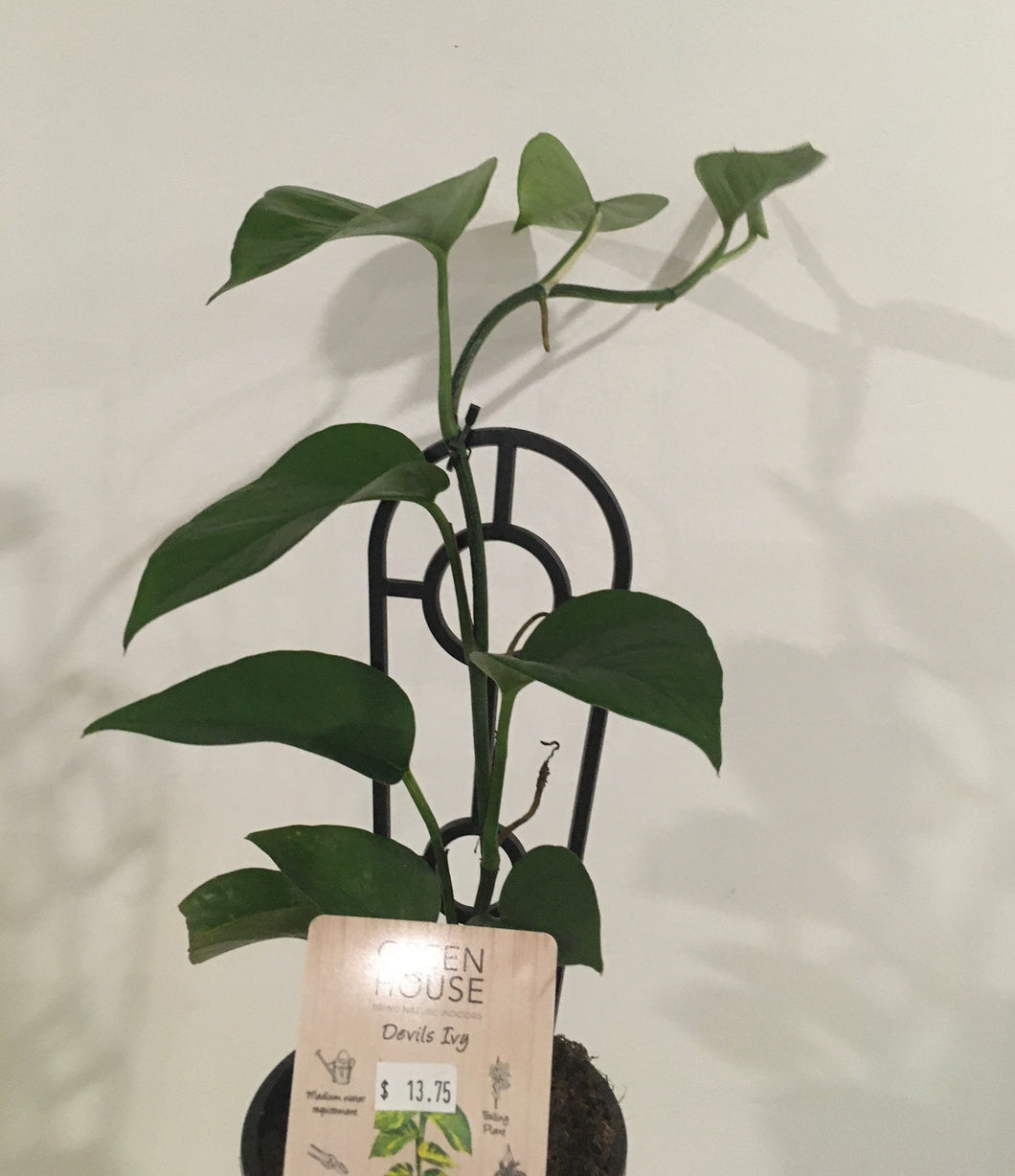 Epipremnum aureum Devil’s Ivy golden or green in 13cm nursery pot